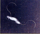 �J���s���o�N�^�[�̃C���[�W