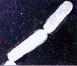 �E�G���V���ۂ̃C���[�W