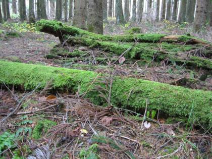 苔むした倒木
